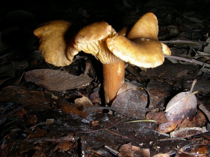 611 Marzo vecchio ritrovamento